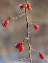 Red frozen wild roses berries