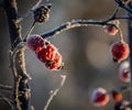 red frozen wild roses berries . Royalty Free Stock Photo
