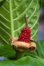 Red fruit of an alocasia brisbanensis or spoon lily Royalty Free Stock Photo