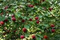 Red fruit berries on Dogwood tree against green leaves