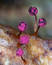 Red fruit bodies of a slime mold Physarum roseum