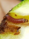 Red Fruit borer on mango fruit Royalty Free Stock Photo