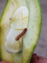 Red Fruit borer on mango fruit Royalty Free Stock Photo