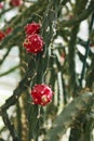 Red fruit of cactus at garden.