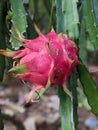 red fruit called Buah Naga