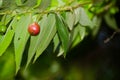 Red fruit of Capulin or Jamaican cherry Muntingia calabura on it branch at Thailand tropical botanical garden.