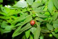 Red fruit of Capulin or Jamaican cherry Muntingia calabura on it branch at Thailand tropical botanical garden.