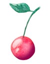 Red fruit cherry watercolor on white background. Floral hand drawn drawing. Royalty Free Stock Photo