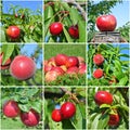 Red fruit collage Royalty Free Stock Photo