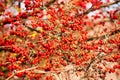 Red fruit of Crataegus monogyna, known as hawthorn or single-seeded hawthorn may, mayblossom, maythorn, quickthorn