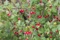 Red fruit of Crataegus monogyna, known as hawthorn or single-seeded hawthorn may, mayblossom, maythorn, quickthorn, whitethorn, Royalty Free Stock Photo