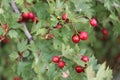 Red fruit of Crataegus monogyna, known as hawthorn or single-seeded hawthorn may, mayblossom, maythorn, quickthorn, whitethorn, Royalty Free Stock Photo