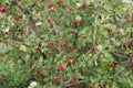 Red fruit of Crataegus monogyna, known as hawthorn or single-seeded hawthorn may, mayblossom, maythorn, quickthorn, whitethorn, Royalty Free Stock Photo