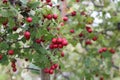 Red fruit of Crataegus monogyna, known as hawthorn or single-seeded hawthorn may, mayblossom, maythorn, quickthorn, whitethorn, Royalty Free Stock Photo