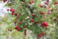 Red fruit of Crataegus monogyna, known as hawthorn or single-seeded hawthorn may, mayblossom, maythorn, quickthorn, whitethorn,