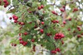 Red fruit of Crataegus monogyna, known as hawthorn or single-seeded hawthorn may, mayblossom, maythorn, quickthorn, whitethorn, Royalty Free Stock Photo