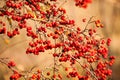 Red fruit of Crataegus monogyna, known as hawthorn or single-seeded hawthorn may, mayblossom, maythorn, quickthorn Royalty Free Stock Photo