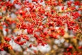 Red fruit of Crataegus monogyna, known as hawthorn or single-seeded hawthorn Royalty Free Stock Photo