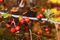 Red fruit of Crataegus monogyna, known as hawthorn or single-seeded hawthorn may, mayblossom, maythorn Royalty Free Stock Photo