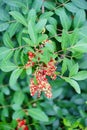 Red Fruit of Dwarf Schefflera, Arboricola Royalty Free Stock Photo