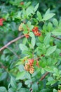 Red Fruit of Dwarf Schefflera, Arboricola Royalty Free Stock Photo