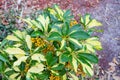 Red Fruit of Dwarf Schefflera, Arboricola Royalty Free Stock Photo