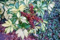 Red Fruit of Dwarf Schefflera, Arboricola Royalty Free Stock Photo