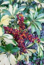 Red Fruit of Dwarf Schefflera, Arboricola