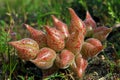 Red fruit of the Freckled milkvetch, Astragalus lentiginosus, Carrizo national monument