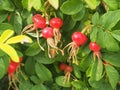 Red fruit and green leaves of wild rose. Medicinal plant