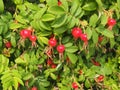 Red fruit and green leaves of wild rose. Medicinal plant