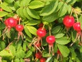 Red fruit and green leaves of wild rose. Medicinal plant Royalty Free Stock Photo