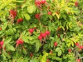 Red fruit and green leaves of wild rose. Medicinal plant Royalty Free Stock Photo