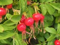 Red fruit and green leaves of wild rose. Medicinal plant Royalty Free Stock Photo