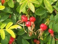 Red fruit and green leaves of wild rose. Medicinal plant