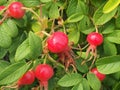 Red fruit and green leaves of wild rose. Medicinal plant