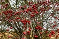 Red fruit of haws