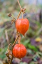Red fruit of physalis. Royalty Free Stock Photo