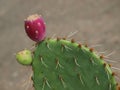 A Red Fruit Prickly Pear Cactus