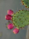 A Red Fruit Prickly Pear