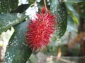 Red fruit, Rambutan (Nephelium lappaceum) on the tree in the garden Royalty Free Stock Photo