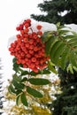 Roman tree fruit covered with snow