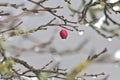 Red fruit of a rose hip in winter time with snow, ice and icicles shows thawing in December after snow fall with melting ice Royalty Free Stock Photo