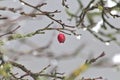 Red fruit of a rose hip in winter time with snow, ice and icicles shows thawing in December after snow fall with melting ice Royalty Free Stock Photo