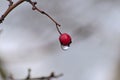 Red fruit of a rose hip in winter time with snow, ice and icicles shows thawing in December after snow fall with melting ice Royalty Free Stock Photo