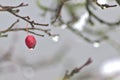 Red fruit of a rose hip in winter time with snow, ice and icicles shows thawing in December after snow fall with melting ice Royalty Free Stock Photo