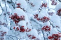 Red fruit with snow Royalty Free Stock Photo