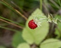 Fruit of the wild strawberry on the leaf background Royalty Free Stock Photo