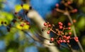 Red fruit of Zanthoxylum americanum, prickly ash, toothache tree, yellow wood, suterberry or Sichuan pepper in autumn garden Royalty Free Stock Photo