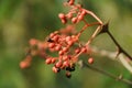 Red fruit of Zanthoxylum americanum, prickly ash, toothache tree, yellow wood, suterberry or Sichuan pepper in autumn garden Royalty Free Stock Photo
